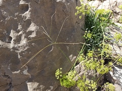 Digitaria ischaemum