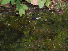 Orthetrum triangulare