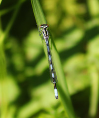 Coenagrion hastulatum