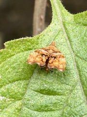 Choreutis