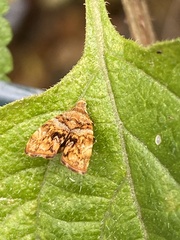 Choreutis