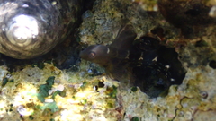 Microlipophrys canevae