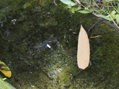 Orthetrum triangulare