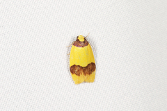 Heterallactis euchrysa