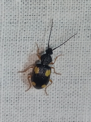Panagaeini