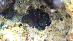 Microlipophrys canevae