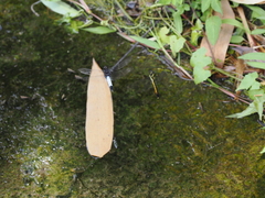 Orthetrum triangulare