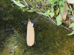 Orthetrum triangulare