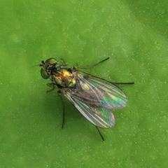 Chrysotus