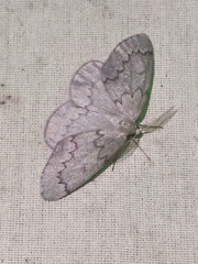 Nepytia pellucidaria
