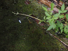 Orthetrum triangulare
