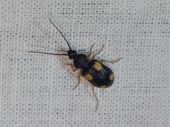 Panagaeini