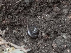 Ommatoiulus moreleti