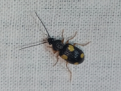 Panagaeini