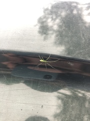 Tetragnatha viridis