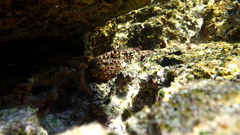 Eriphia verrucosa