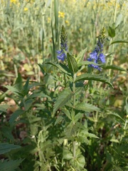 Veronica teucrium