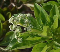 Heliotropium arboreum