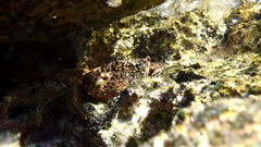 Eriphia verrucosa