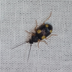 Panagaeini