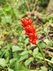 Arum maculatum