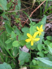 Hypericum senanense senanense