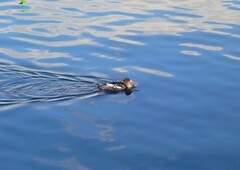 Mergus serrator