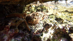 Eriphia verrucosa