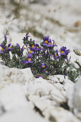 Linaria alpina