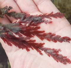 Odonthalia dentata