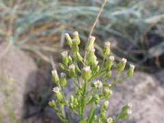 Erigeron