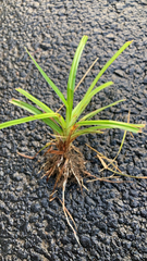 Cyperus rotundus