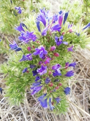 Echium vulgare