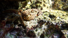 Eriphia verrucosa
