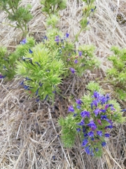 Echium vulgare