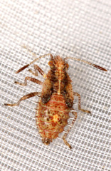 Rhopalus parumpunctatus