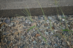 Digitaria ciliaris