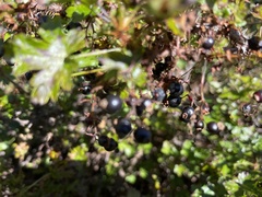Ribes lacustre