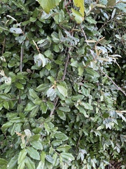 Elaeagnus