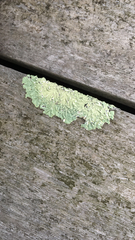 Flavoparmelia caperata