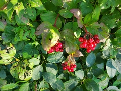 Viburnum opulus