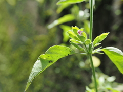 Dicliptera chinensis