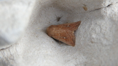 Mythimna albipuncta