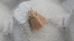 Mythimna albipuncta