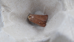 Mythimna albipuncta