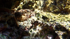 Eriphia verrucosa