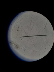 Planktothrix