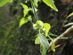 Dicliptera chinensis