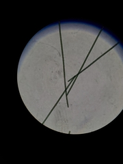 Planktothrix