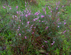 Hypocalymma robustum